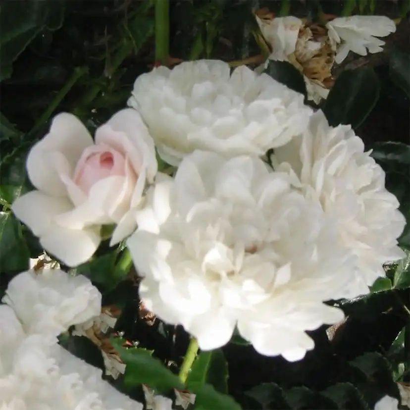 Ros Omnia Garden Marktäckande Sea Foam