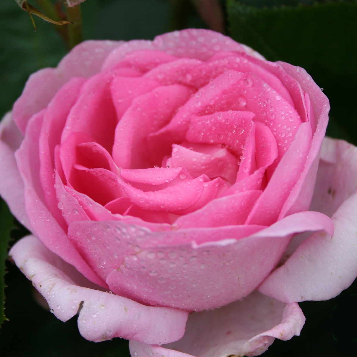 Storblommig Buskros Omnia Garden Ghita Renaissance