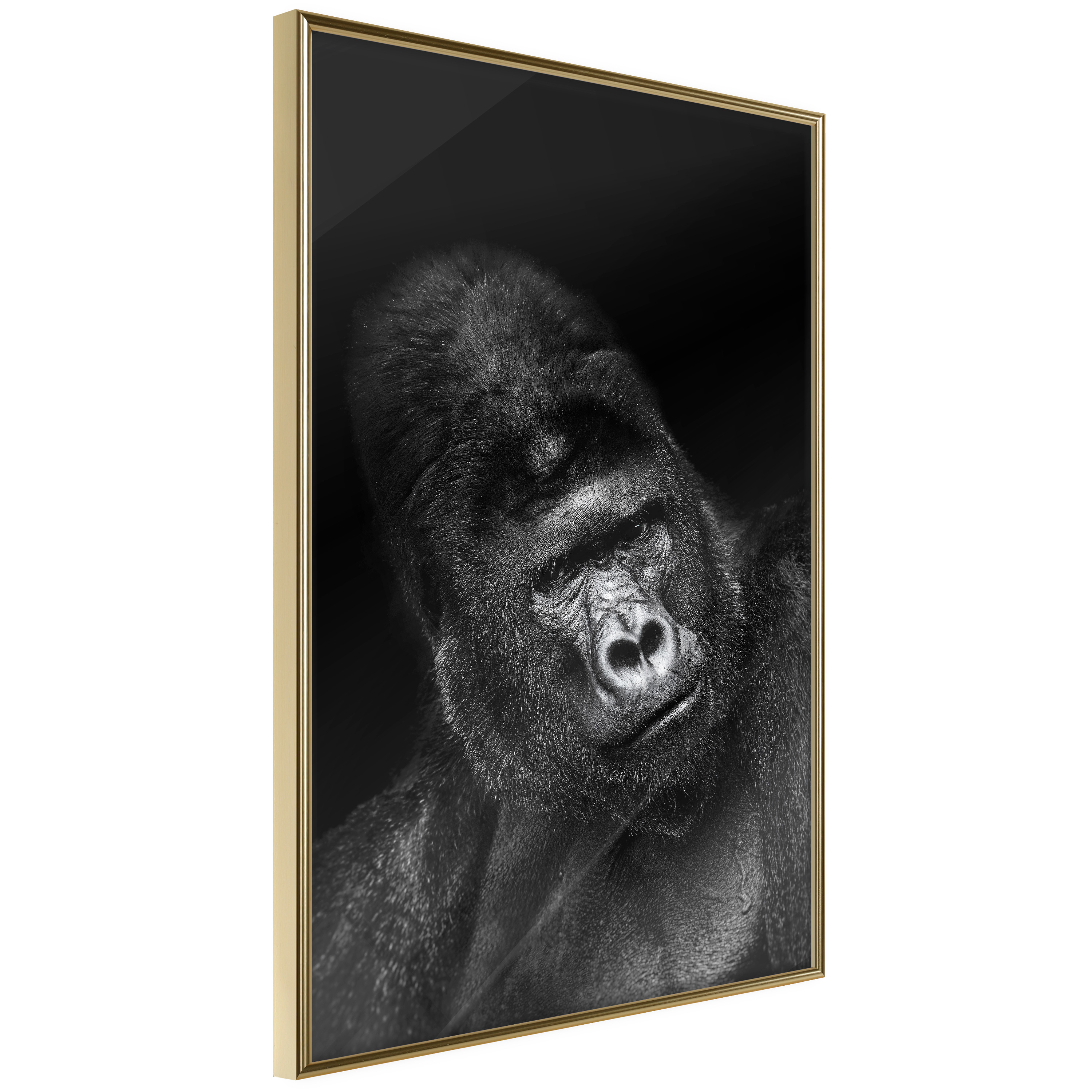 Affisch - Gorilla [Poster] 30x45 Guld ram, 30x45 cm