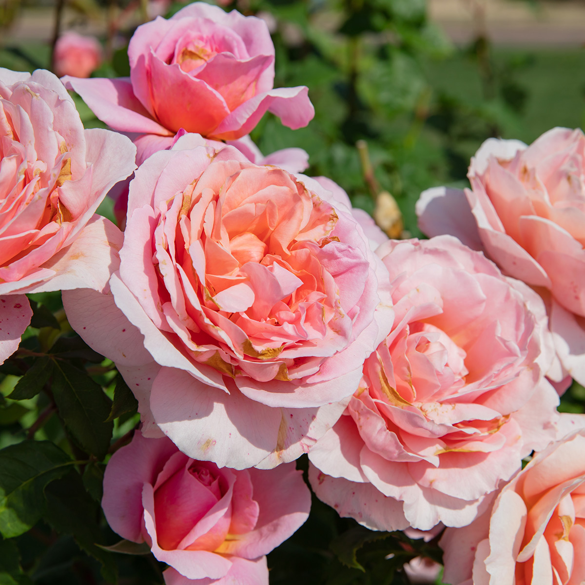 Flerblommig Buskros Omnia Garden Queen Of Sweden