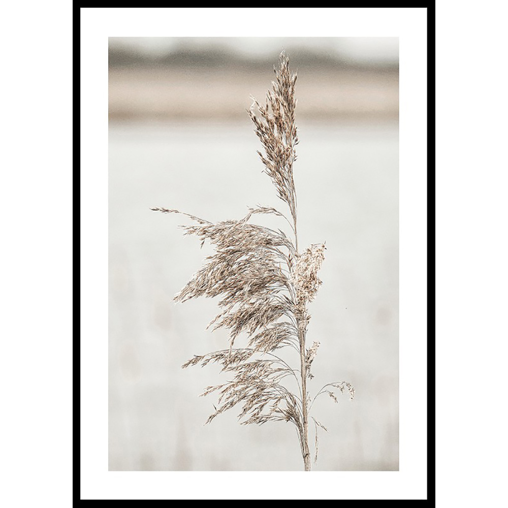 Poster Gallerix Boho Dried In Nature No7