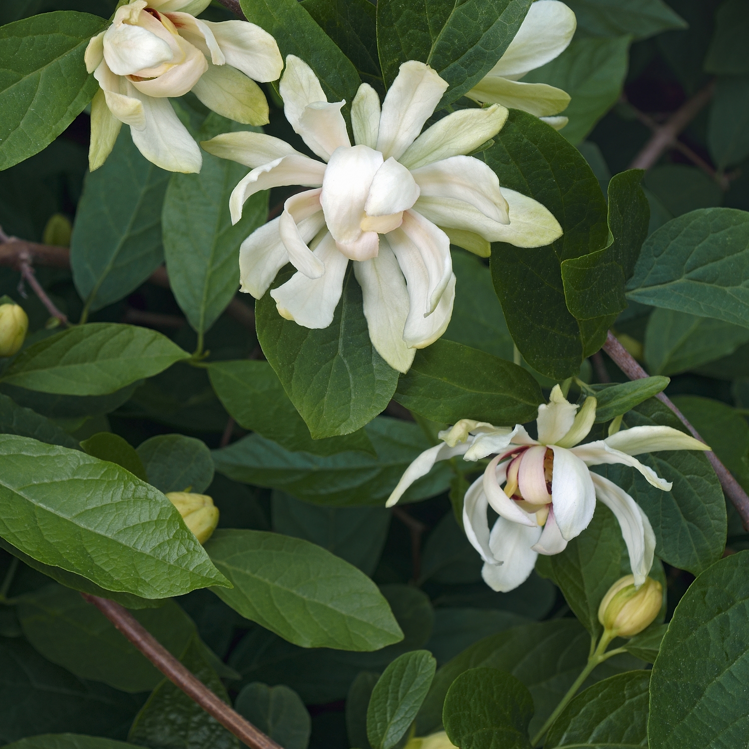 Kryddbuske Omnia Garden Venus