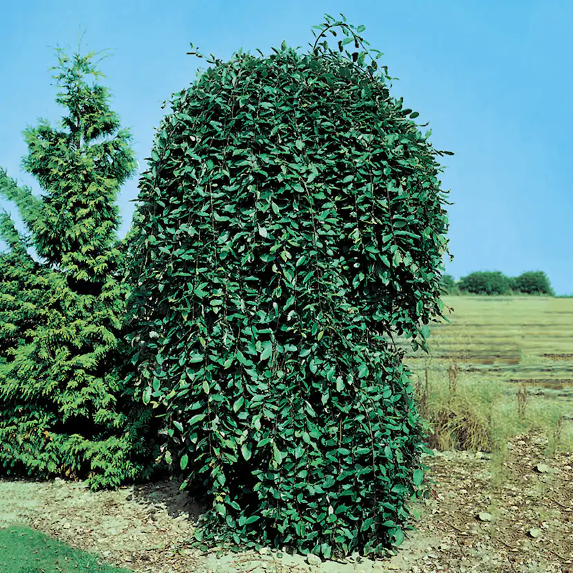 Prydnadsträd Hängsälg Omnia Garden Grönt Lövverk med Grenrik Krona 100-120 cm