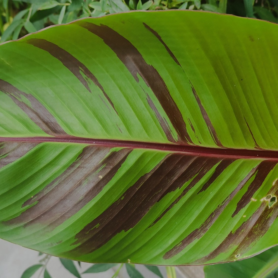 Prydnadsväxt Omnia Garden Röd Banan ‘Ever Red’ Med Stora Blad