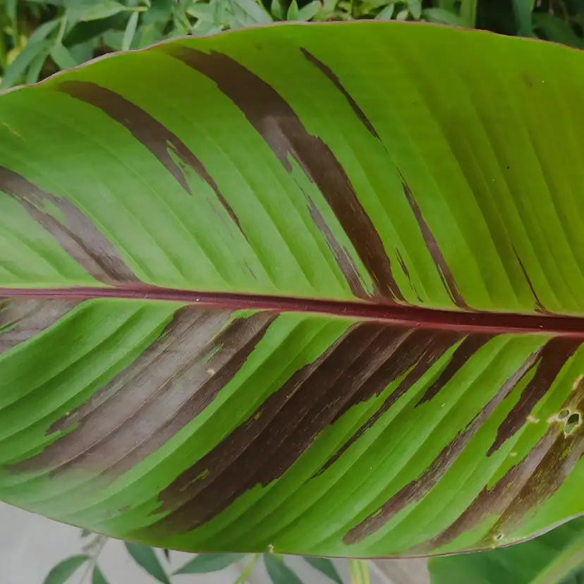 Prydnadsväxt Omnia Garden Röd Banan ‘Ever Red’ Med Stora Blad