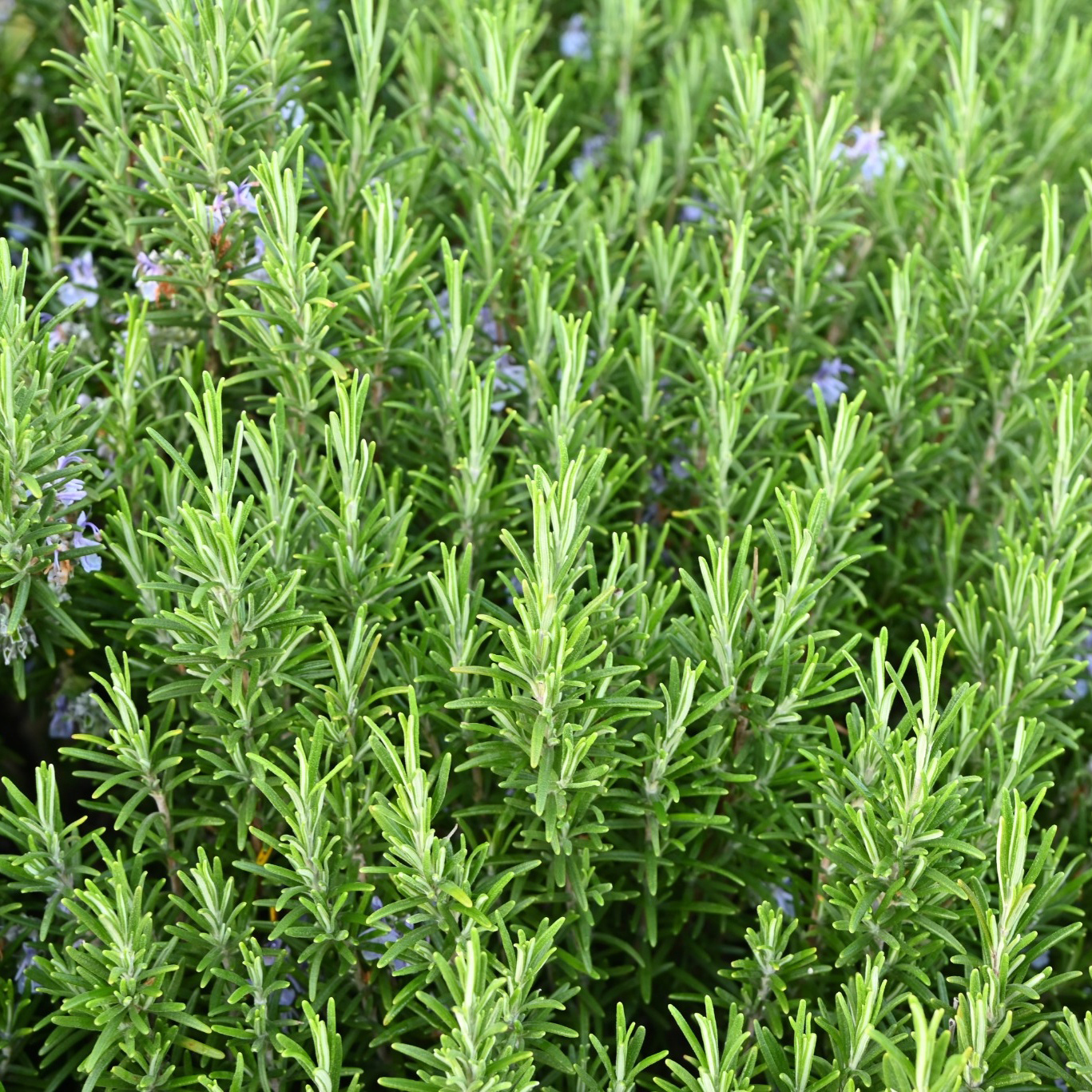 Prydnadsbuske Omnia Garden Rosmarin Salvia Rosmarinus