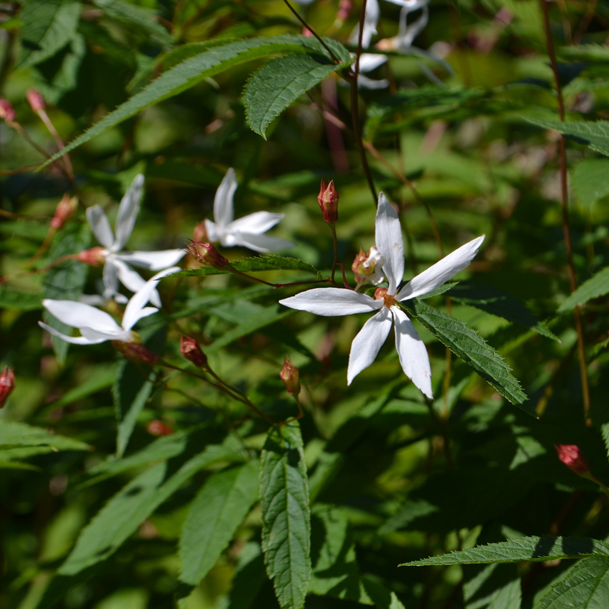 Prydnadsperenn Omnia Garden Gillenia Trebladspira