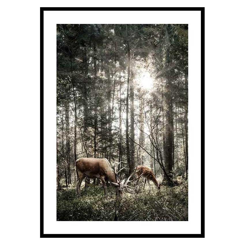 Poster Gallerix Deer In Sunlight