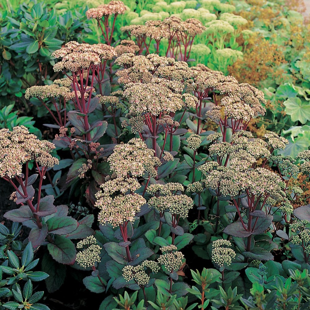 Perenn Omnia Garden Kärleksört Matrona