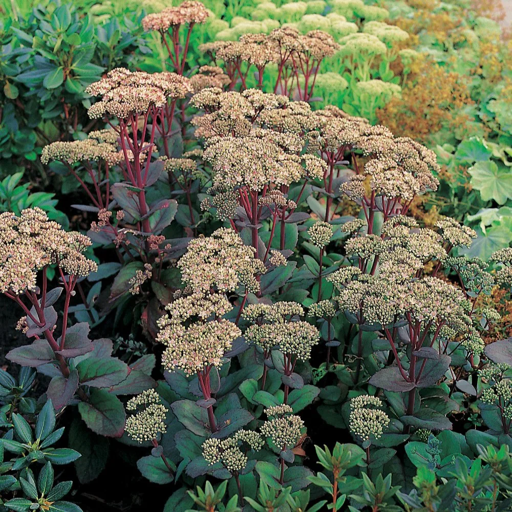 Perenn Omnia Garden Kärleksört Matrona