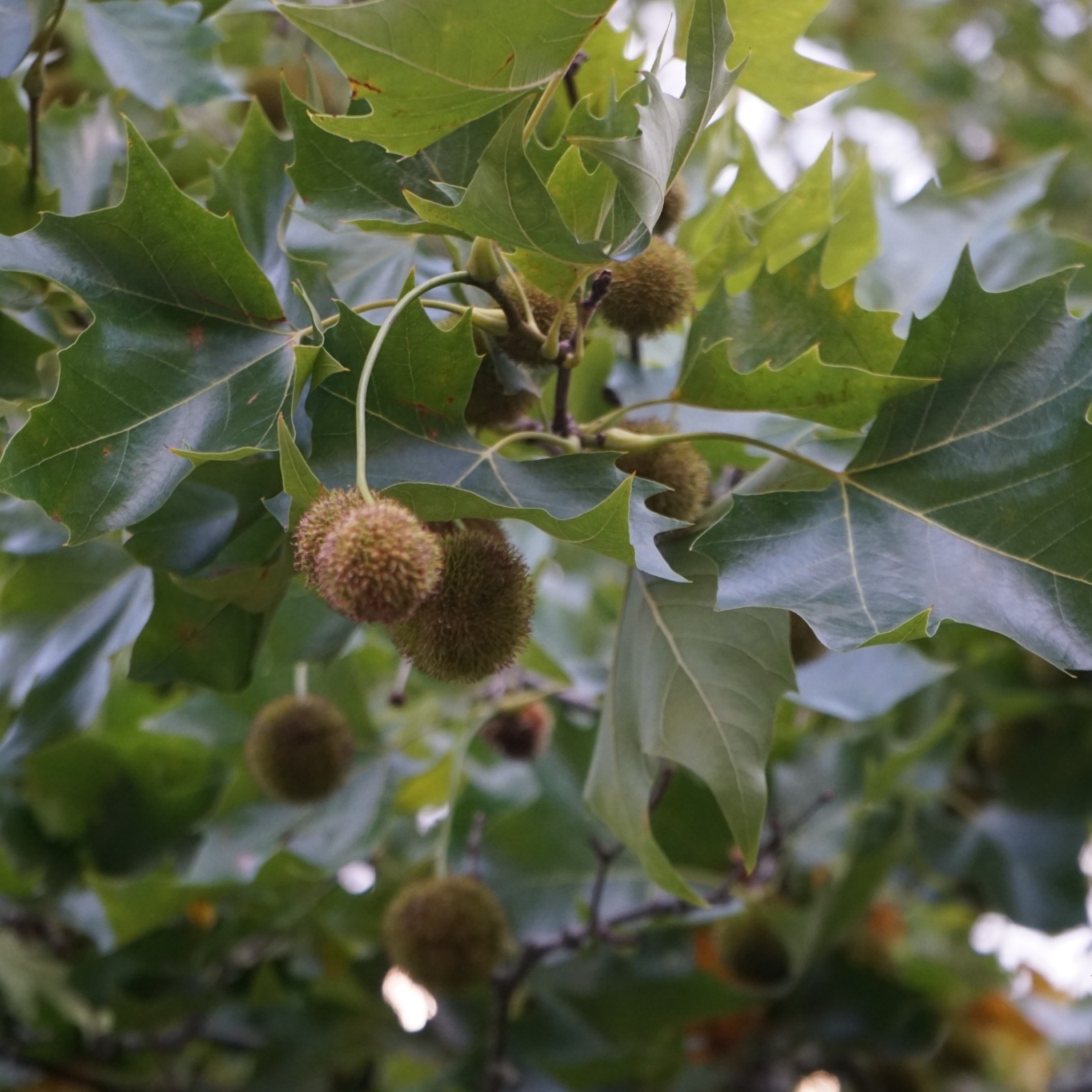 Platan Omnia Garden Platanus X Hispanica Högstam