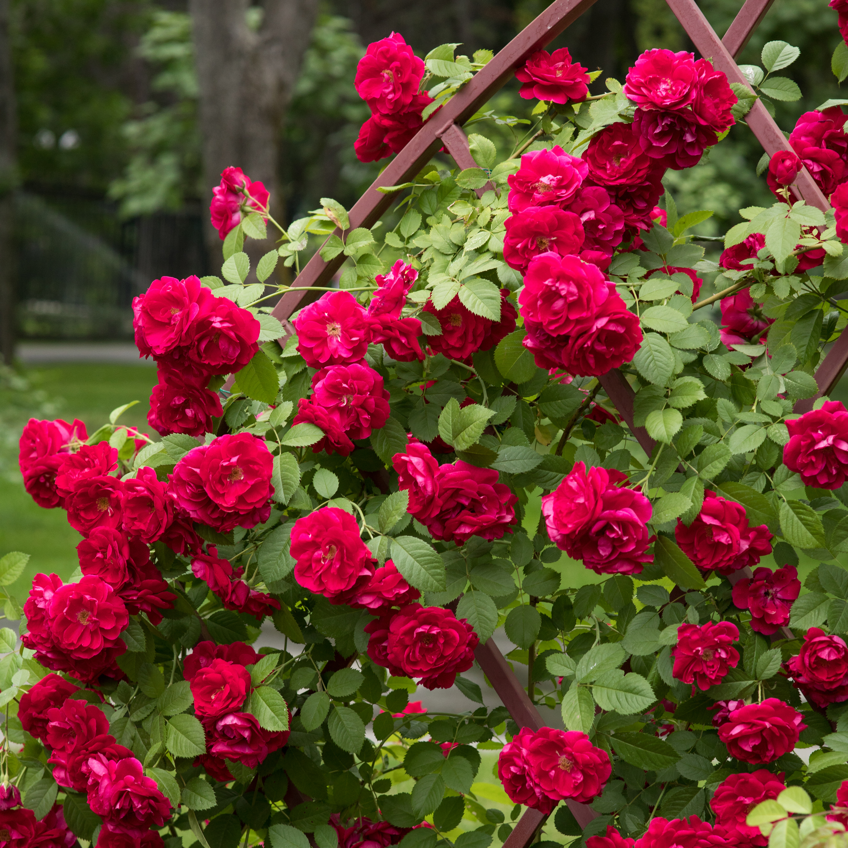 Storblommig Klätterros Omnia Garden Flammentanz Röd