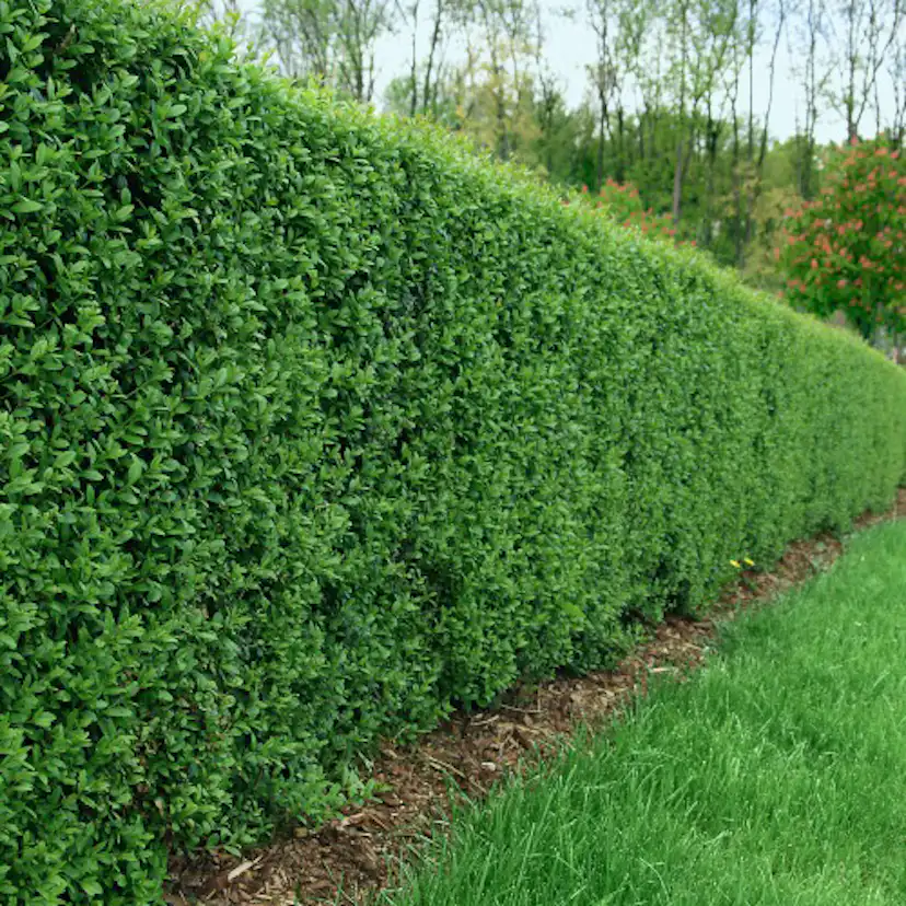 Häck Omnia Garden Liguster 40-60 cm