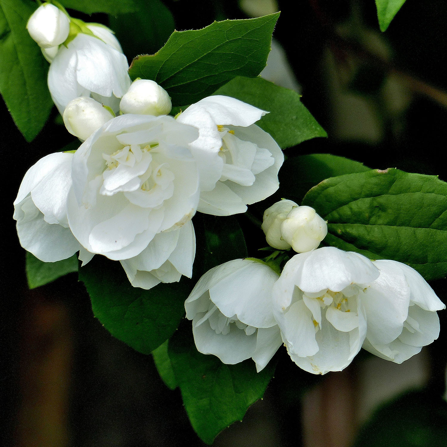 Prydnadsbuske Kameliaschersmin Omnia Garden Philadelphus 'Virginal', sol