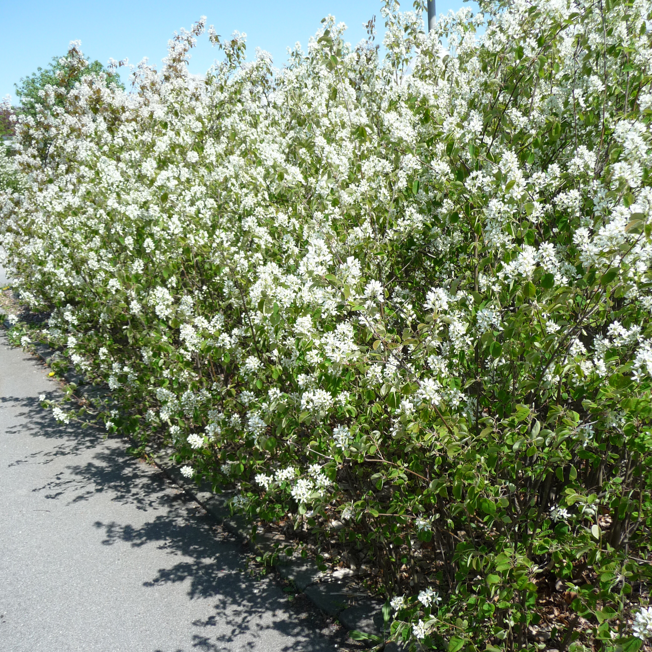 Buske Omnia Garden Häggmispel 20-40cm Krukodlade