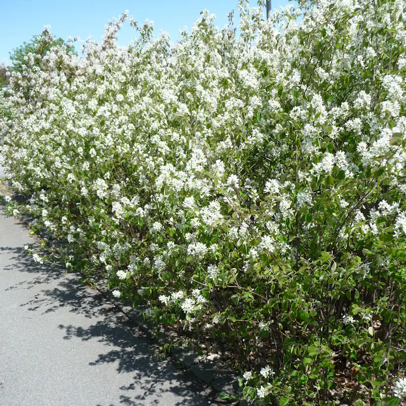 Buske Omnia Garden Häggmispel 20-40cm Krukodlade