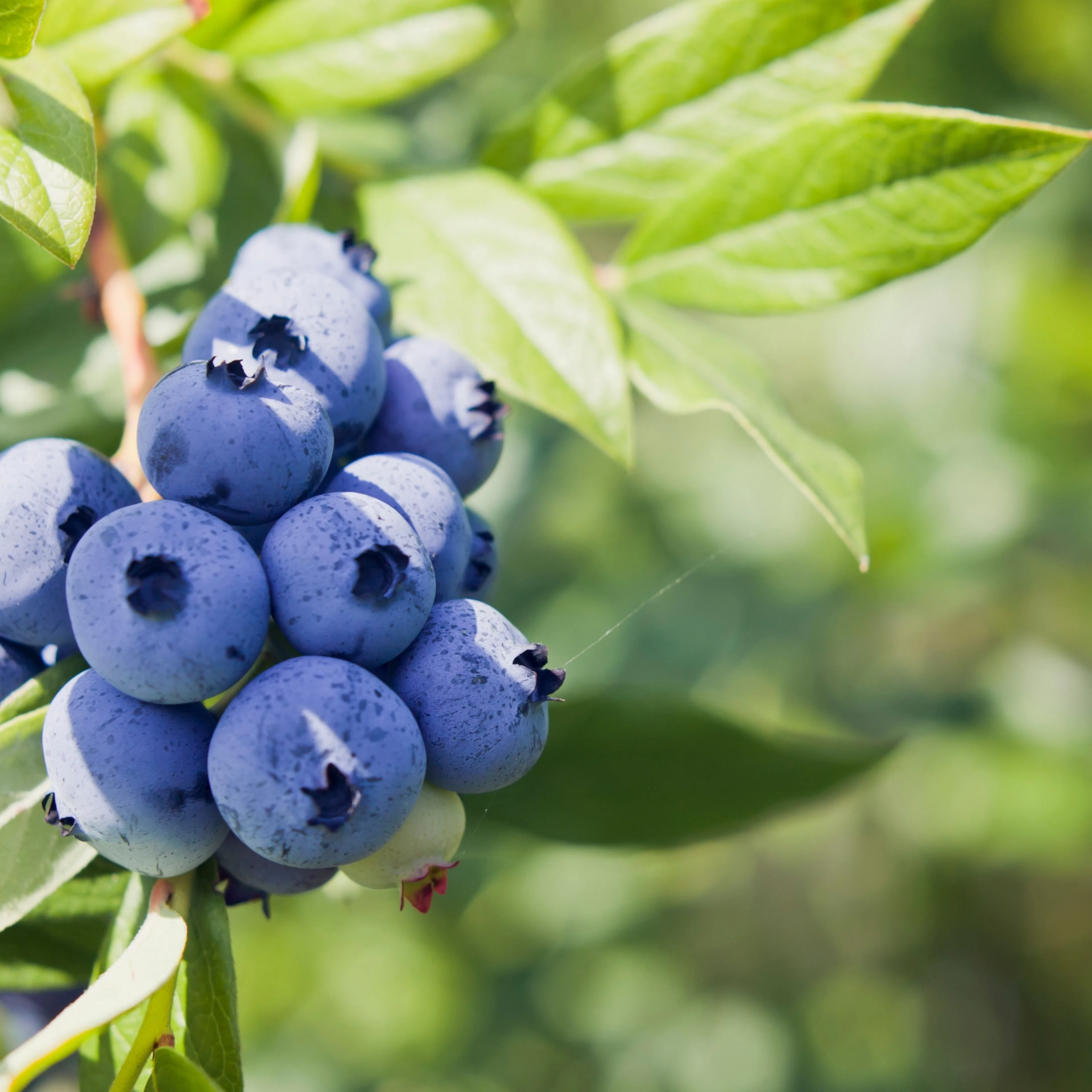 Buske Omnia Garden Amerikanskt Blåbär Northland