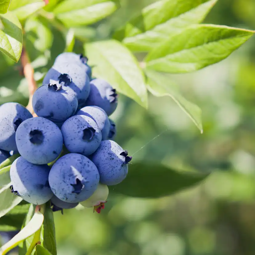 Buske Omnia Garden Amerikanskt Blåbär Northland