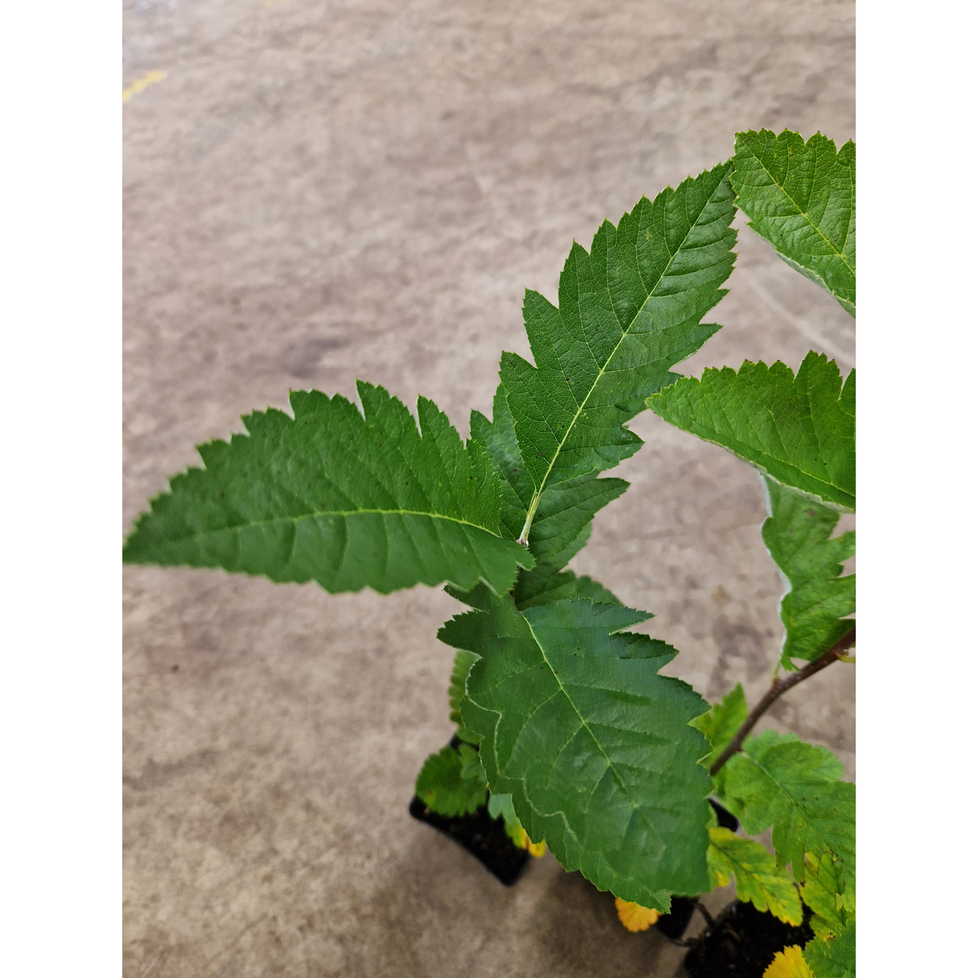Häckoxel Omnia Garden Bälinge 20-40 cm