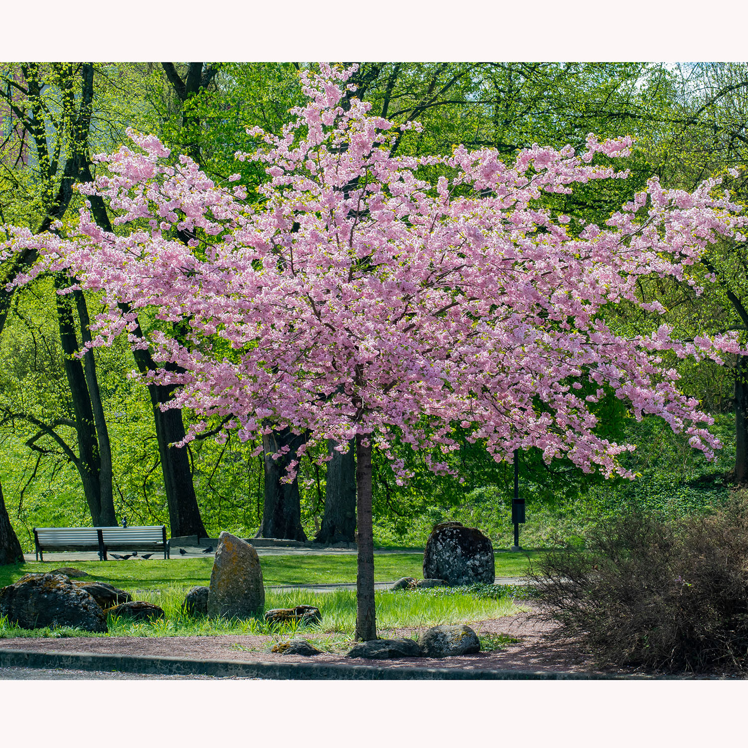 Prydnadsbuske Omnia Garden Solitär Bergkörsbär med Rosa Blomning & Grönt Lövverk, 150-200cm
