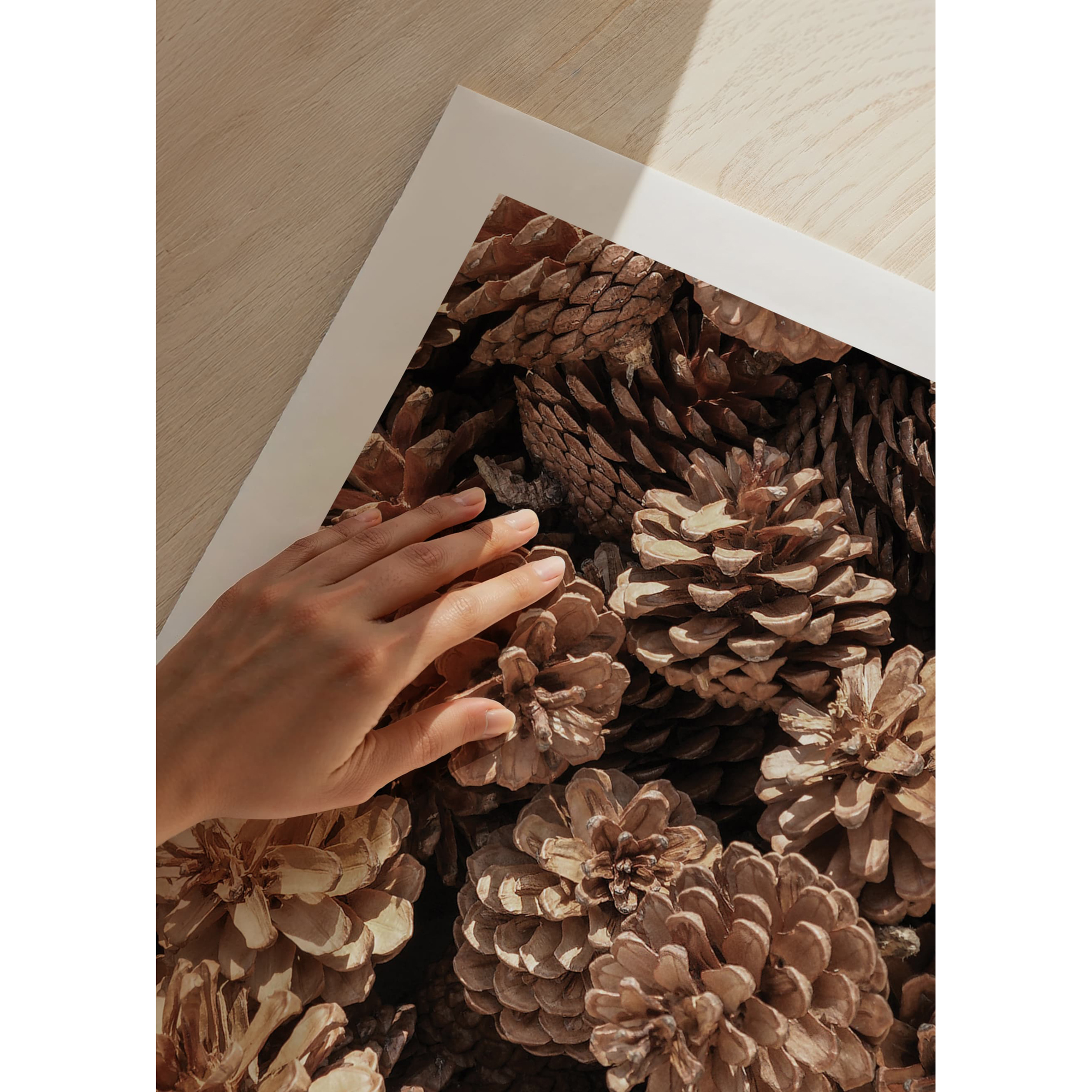 Poster Gallerix Fir Cones Close Up