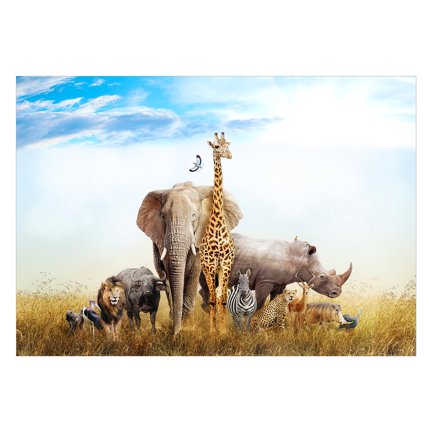 Fototapet Arkiio Fauna of Africa