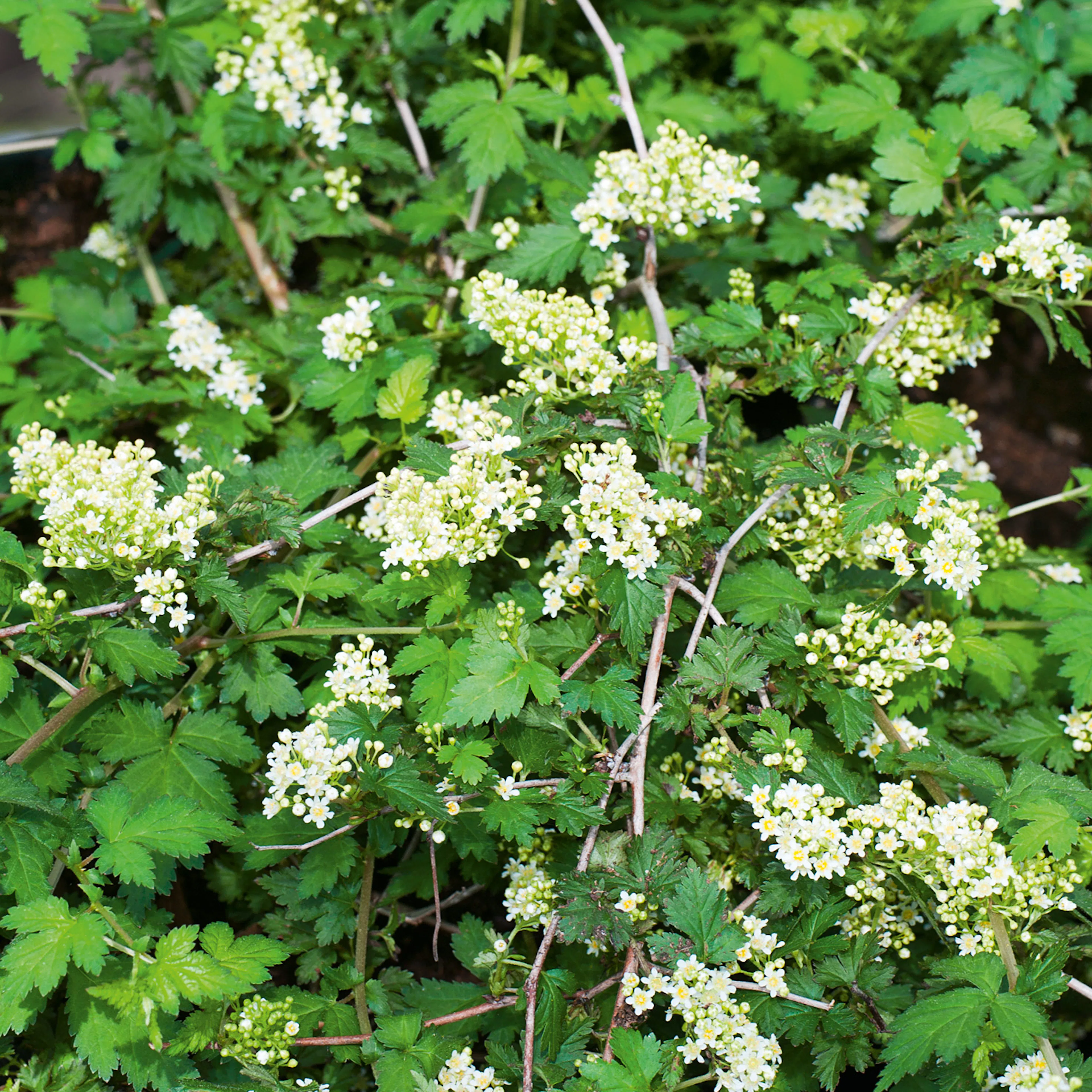 Buske Omnia Garden Stefanandra Krukodlad Liten