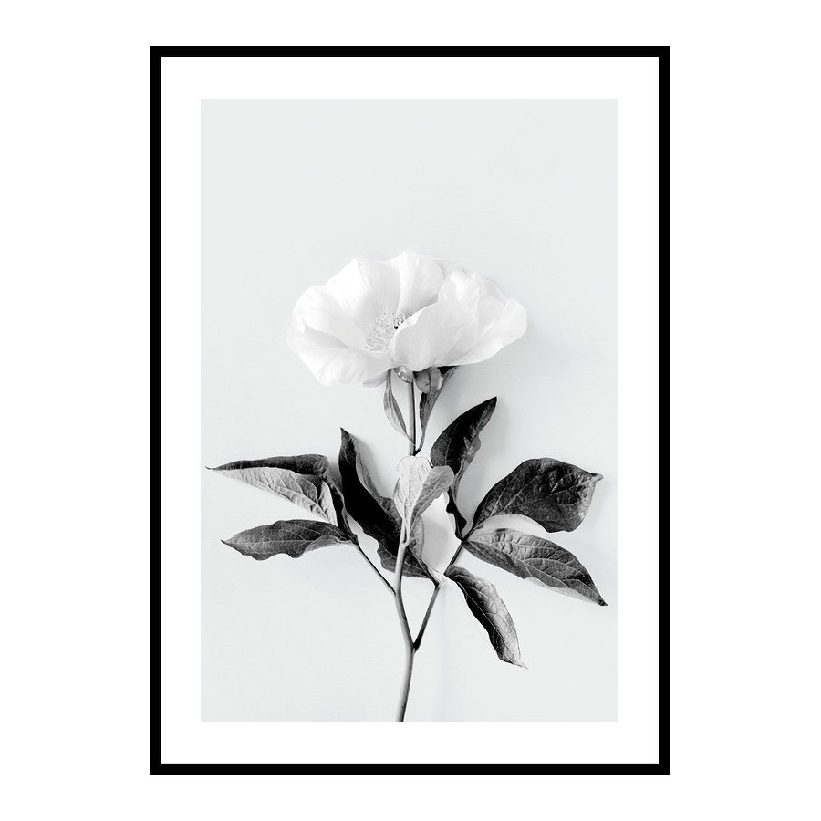 Poster Gallerix Peony BW