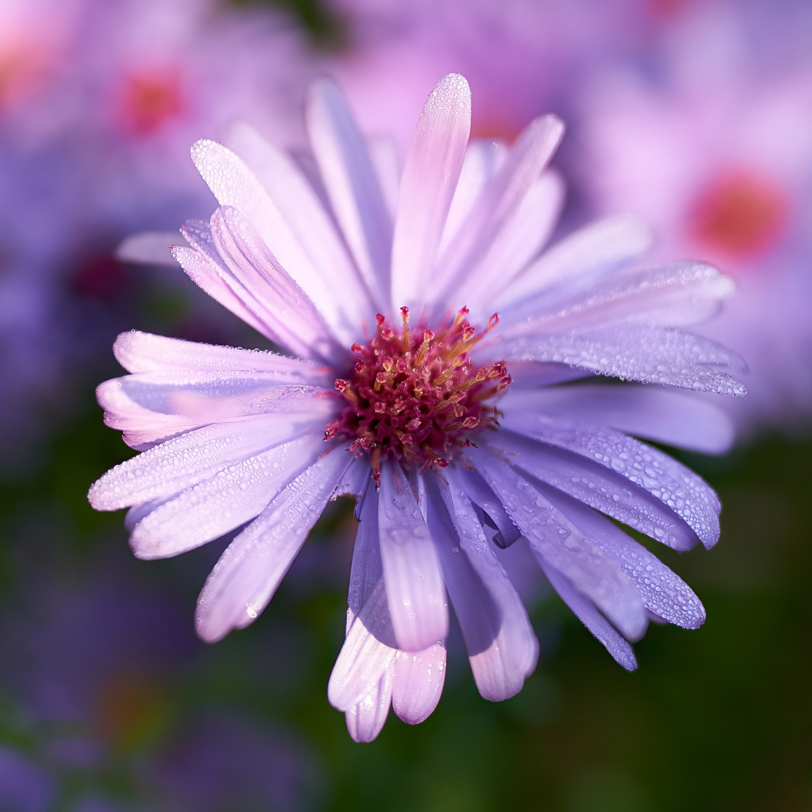 Perenn Omnia Garden Oktoberaster Early Blue Symphyotrichum Novi-Belgii