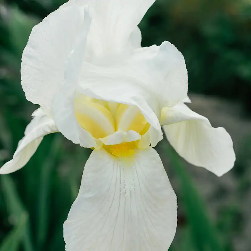 Perenn Omnia Garden Violiris