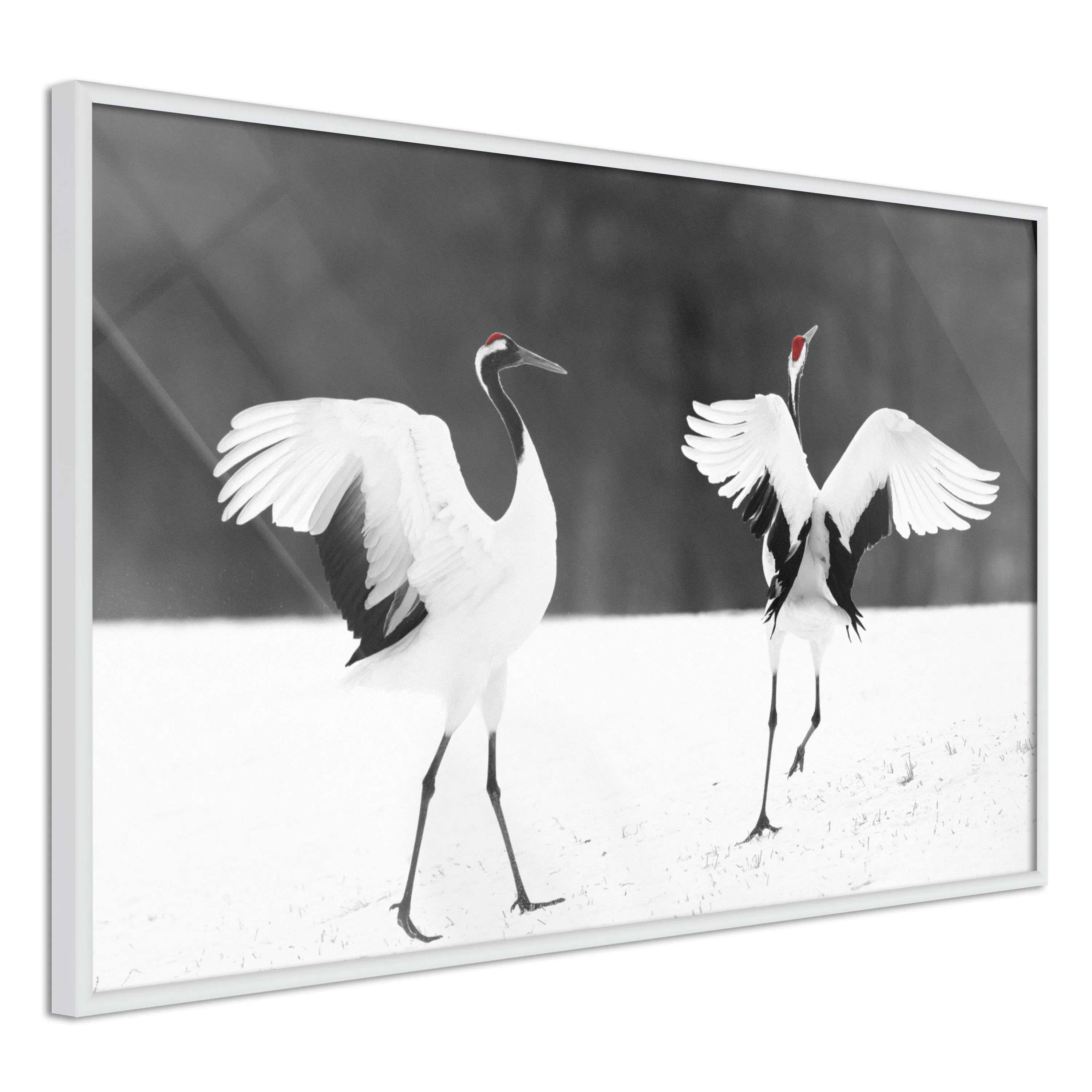 Poster Artgeist Affisch Dancing Cranes