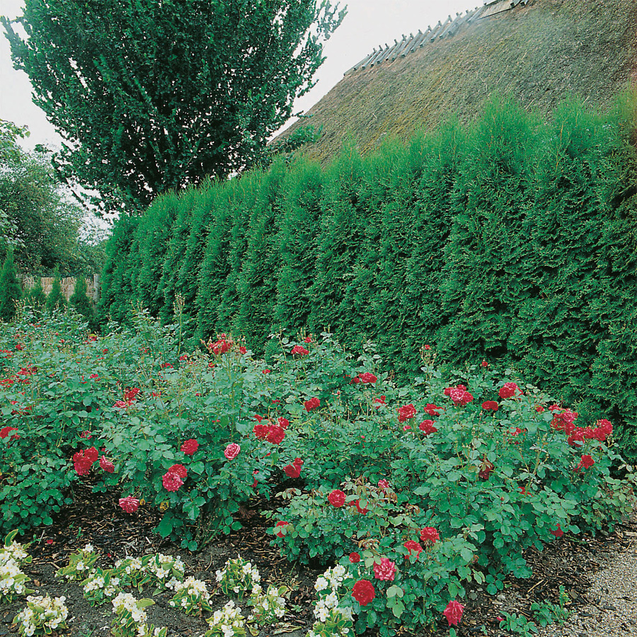 Häck Omnia Garden Ädeltuja Smaragd 80-100 cm