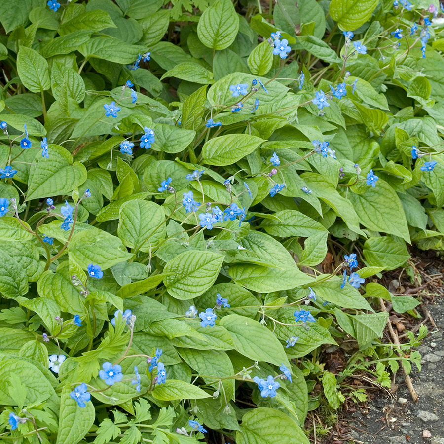 Perenn Omnia Garden Ormöga