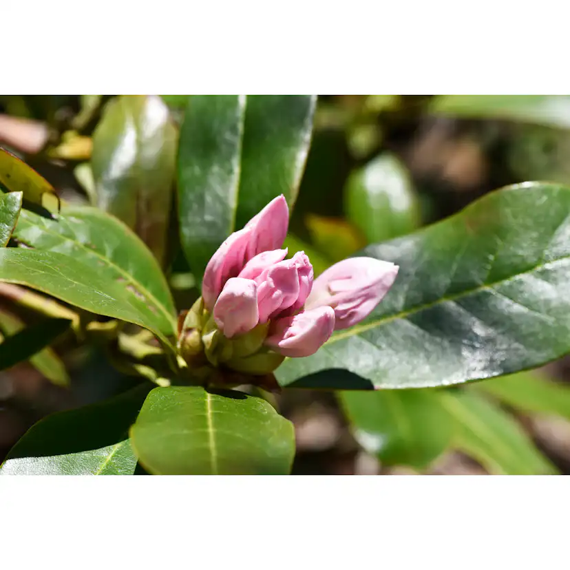 Rhododendron Omnia Garden Cunningham's White
