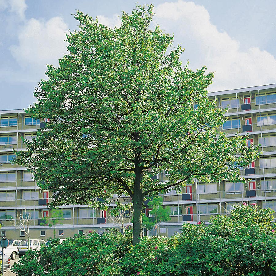 Prydnadsträd Skogslind Omnia Garden Tilia Cordata 150-200 cm
