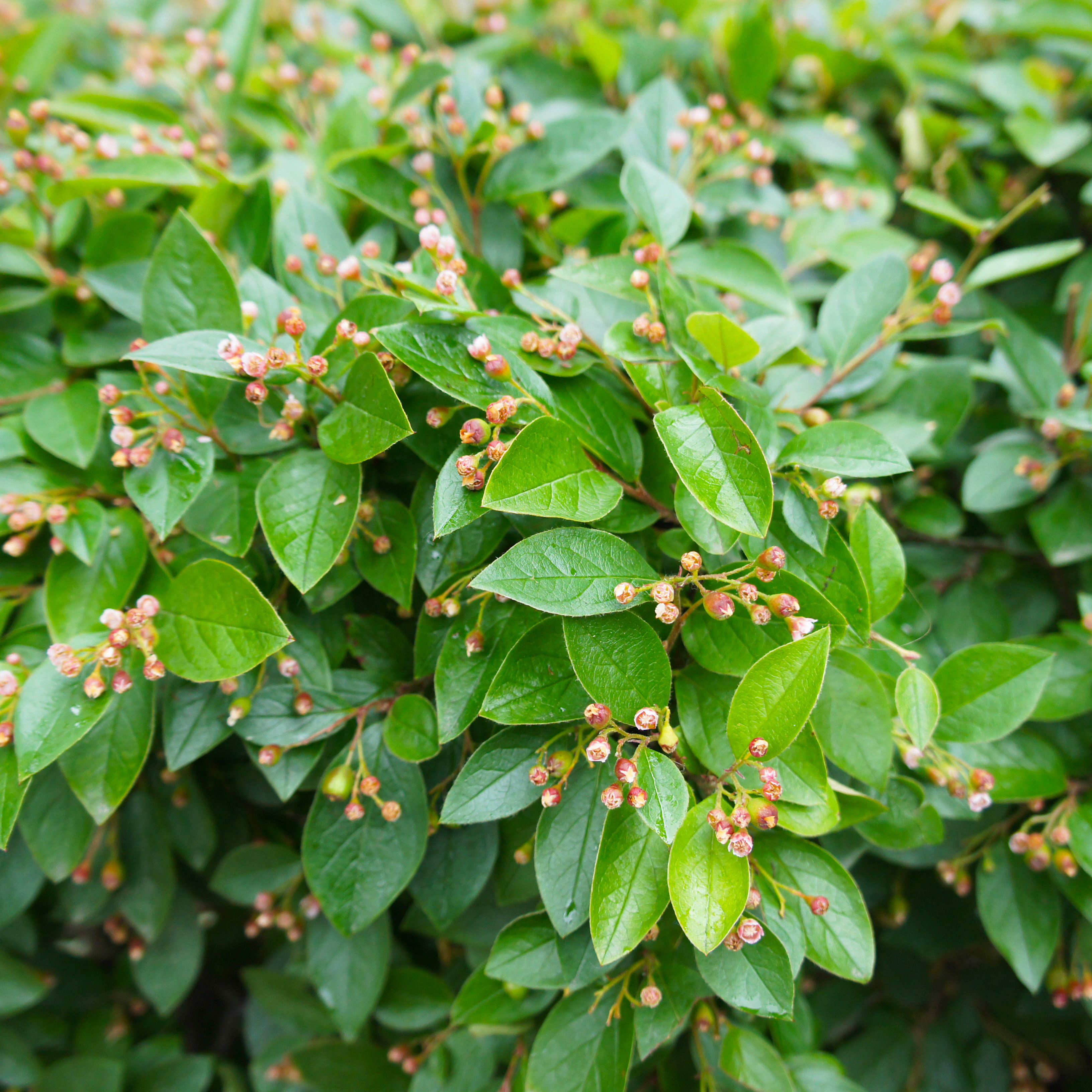 Häckoxbär Omnia Garden Krukodlade