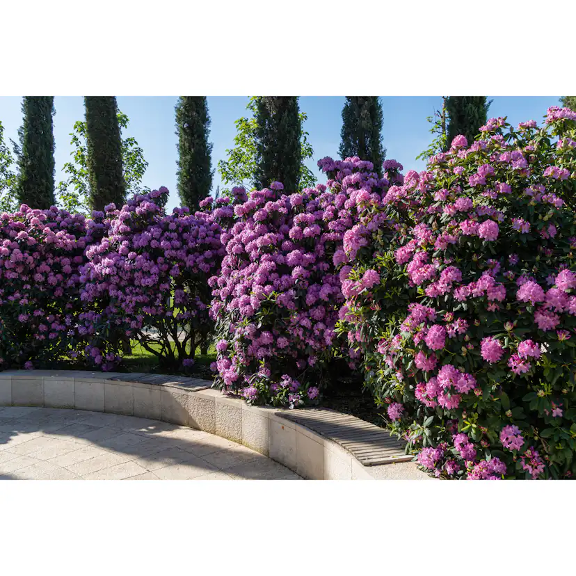 Rhododendron Omnia Garden Roseum Elegans