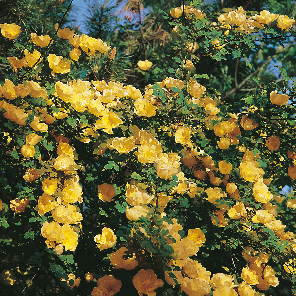 Storblommig Buskros Omnia Garden Hugonis