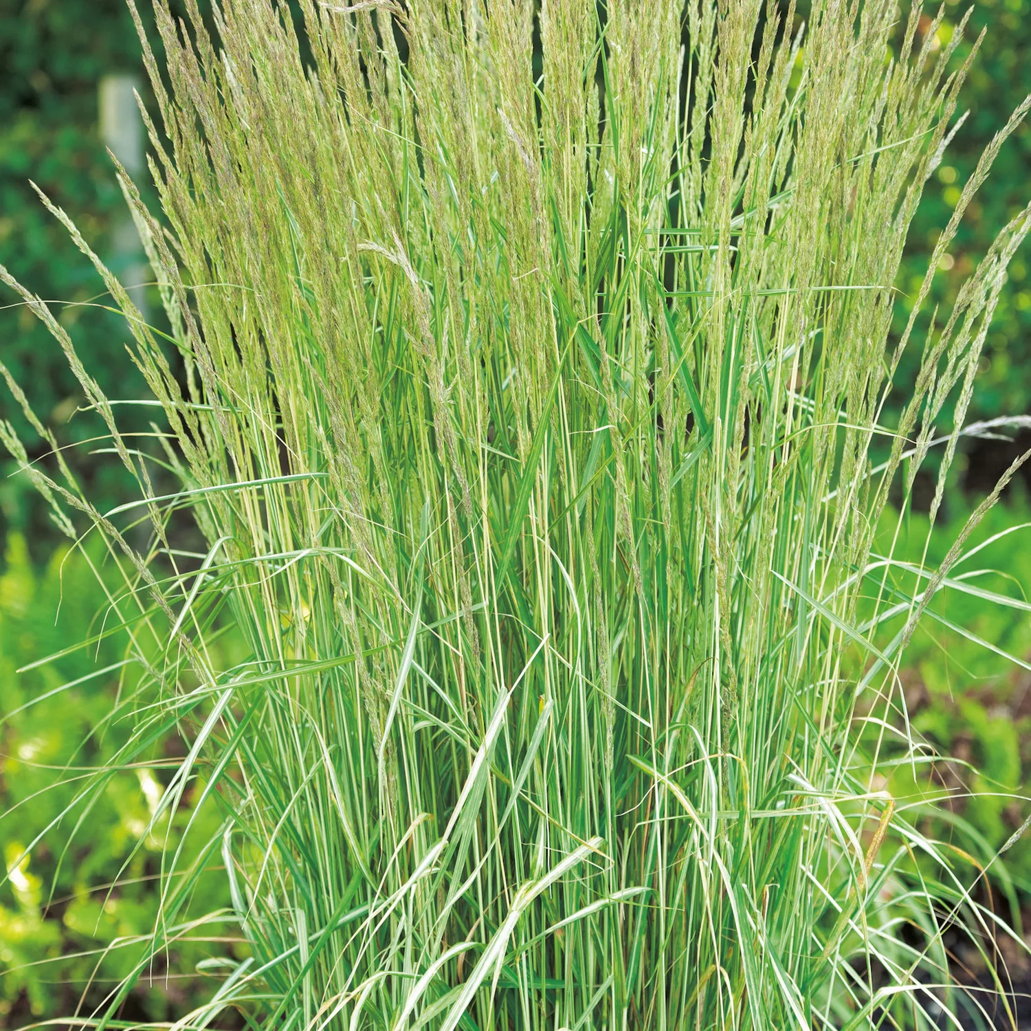 Calamagrostis x acutiflora 'Overdam', 2 L 1-pack