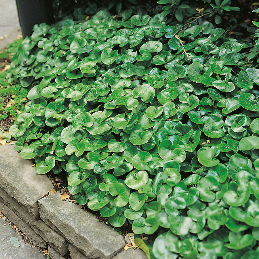 Rabattblomma Omnia Garden Hasselört