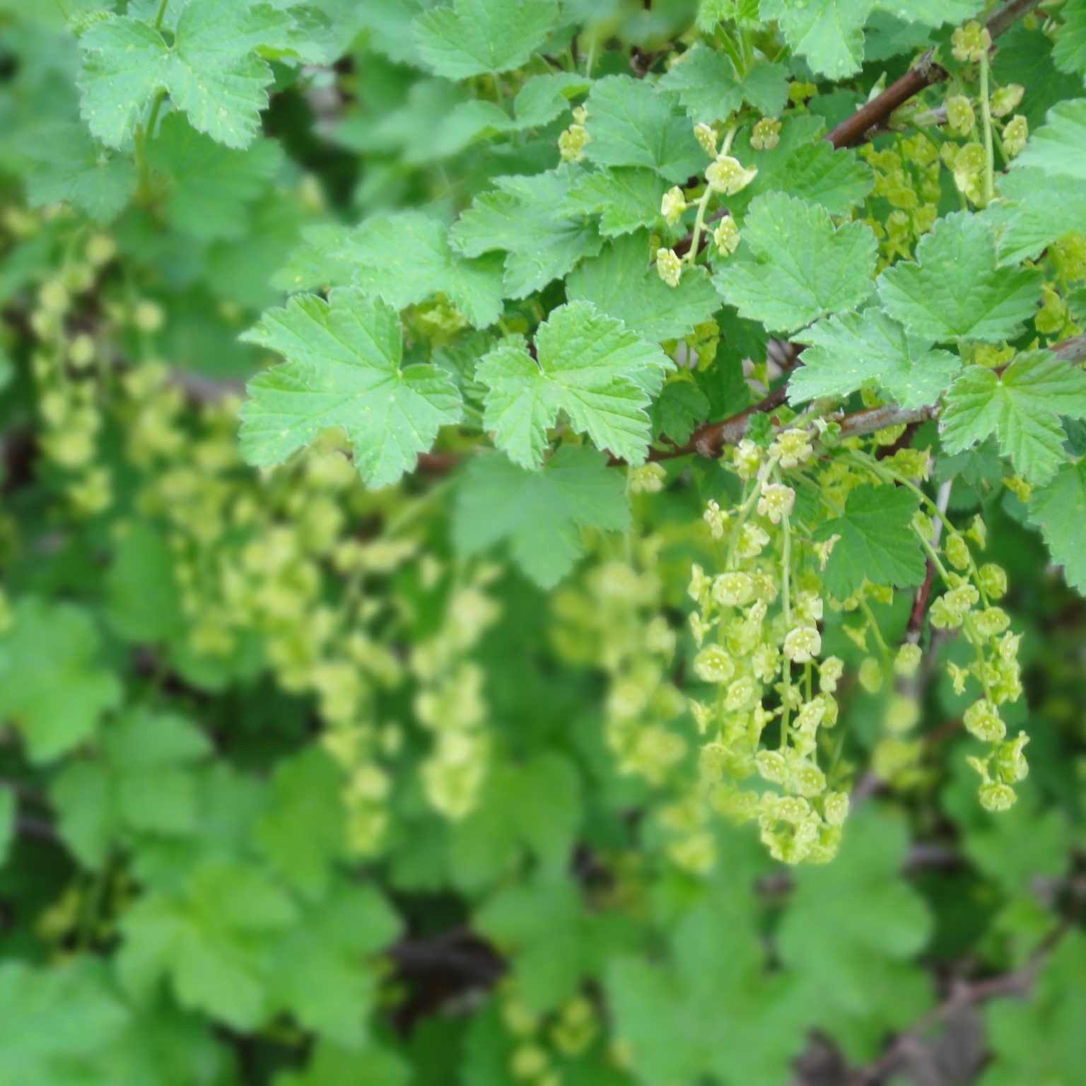 Bärbuske Omnia Garden Svart Vinbär Ribes Nigrum Öjebyn E