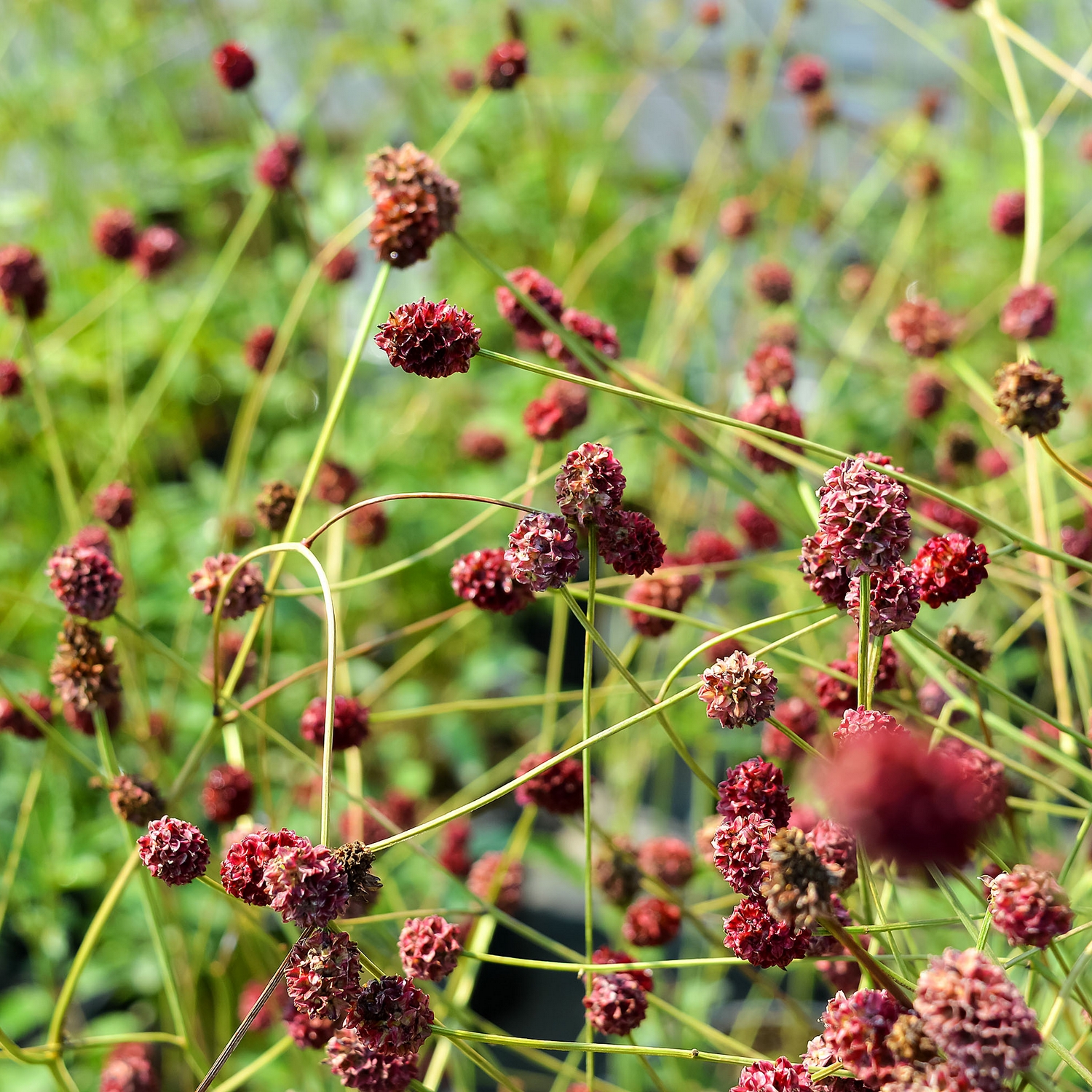 Perenn Omnia Garden Blodtopp Tanna