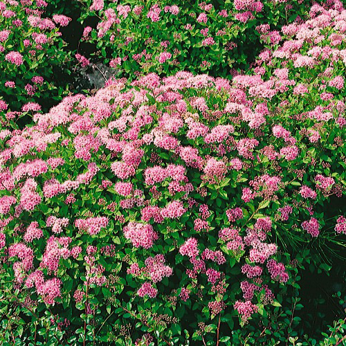 Häck Omnia Garden Dvärgpraktspirea 10-20cm Krukodlade