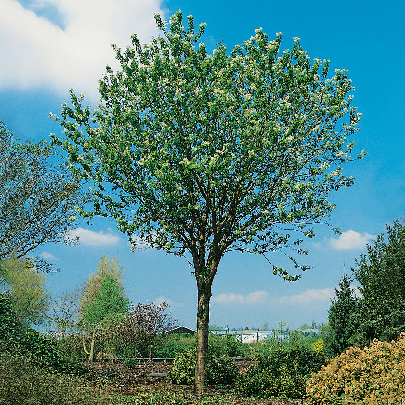 Näverhägg Omnia Garden Högstamsträd 300-400 cm, Frilandsodlad Alleträd, Vit Blomning