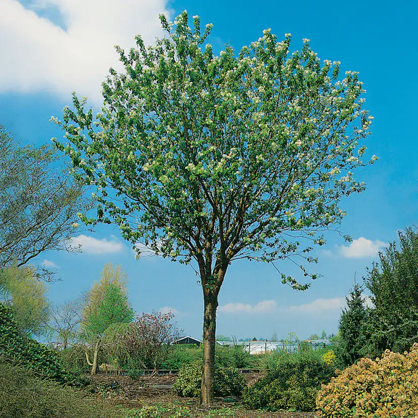 Näverhägg Omnia Garden Högstamsträd 300-400 cm, Frilandsodlad Alleträd, Vit Blomning