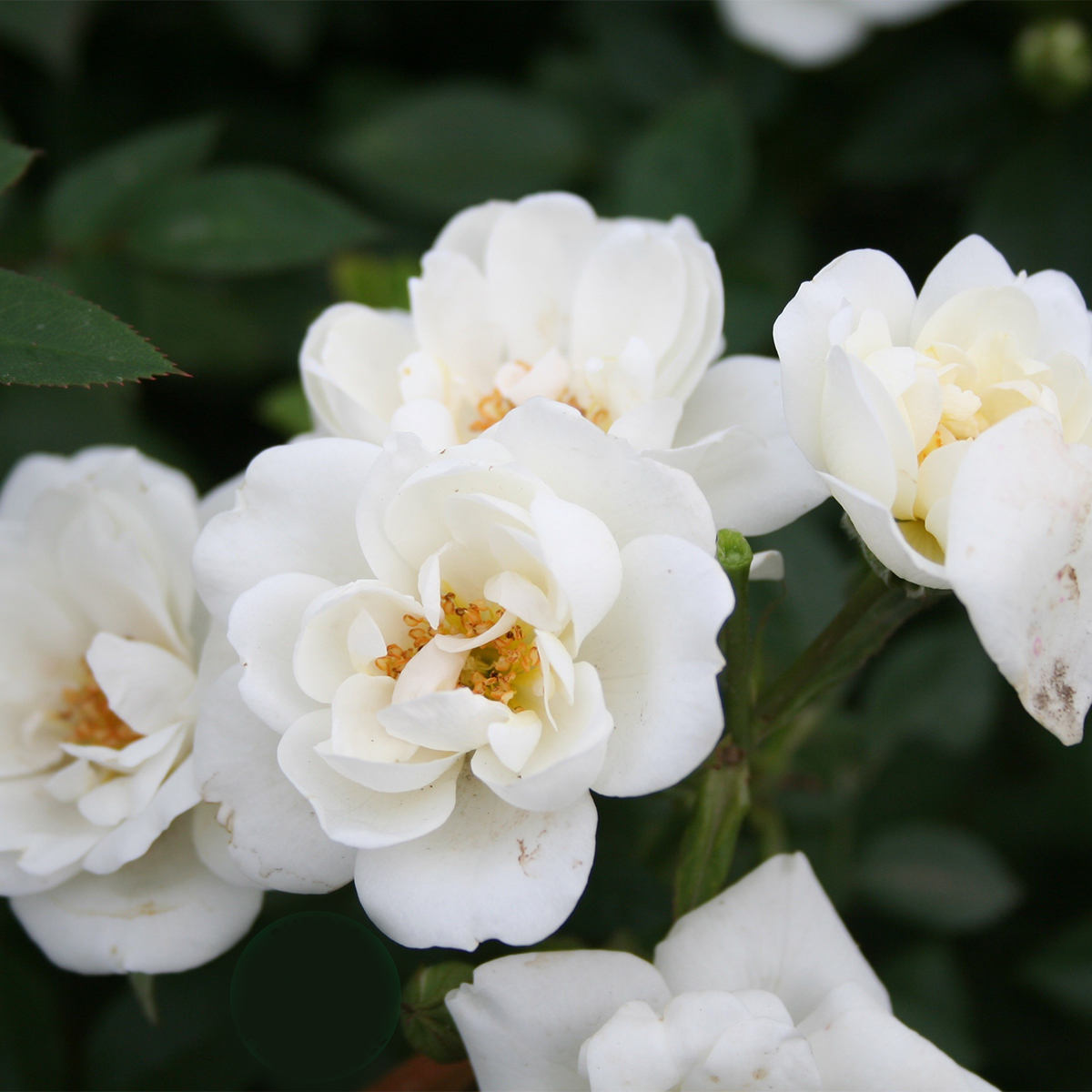 Buskros Omnia Garden Marktäckande White Cover