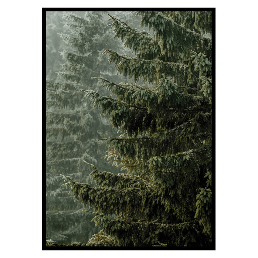 Poster Gallerix Spruce Trees