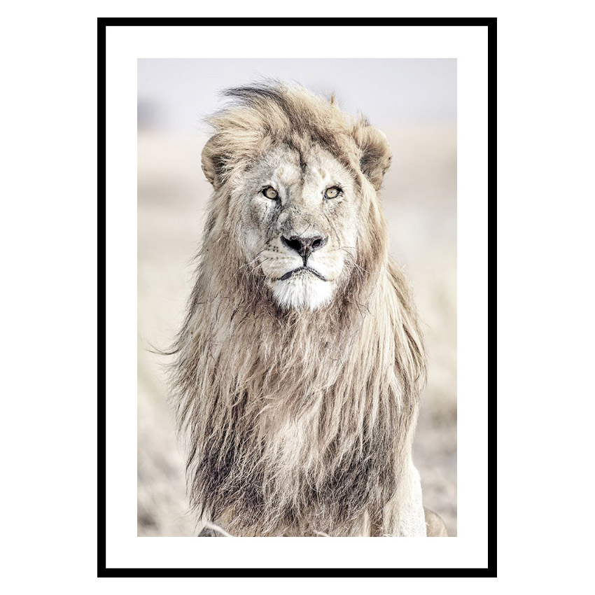 Poster Gallerix Majestic Lion Color
