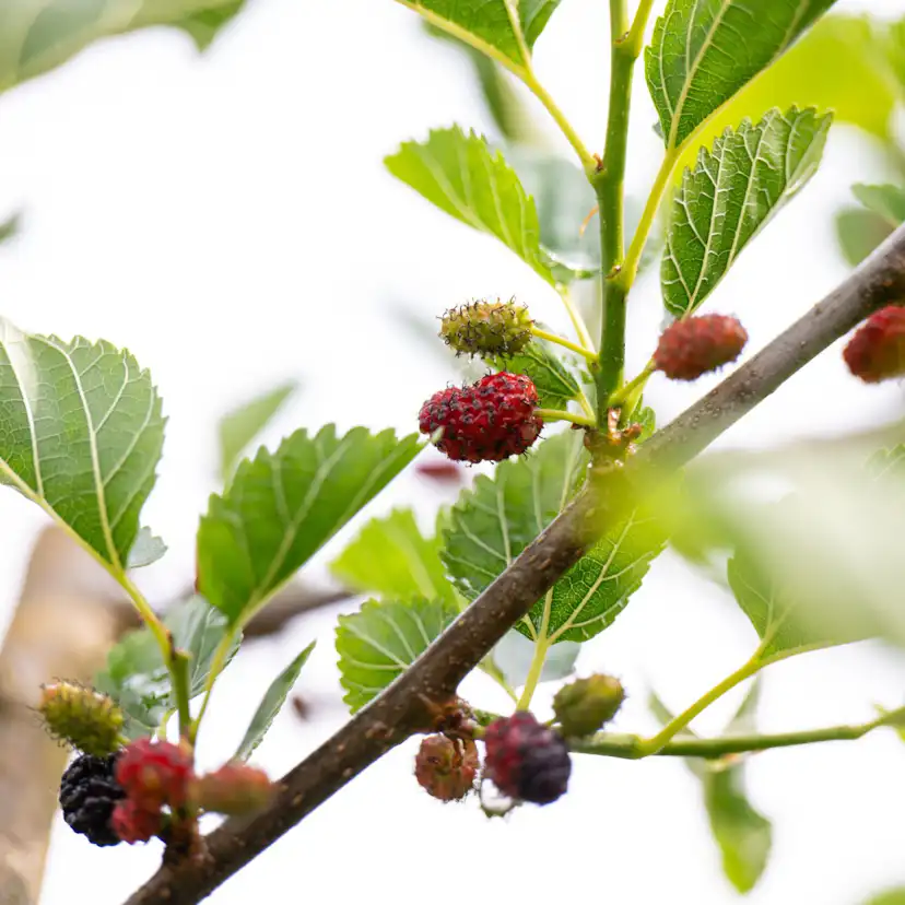Bärbuske Omnia Garden Mullbär Morus Mojo Berry Matsunaga