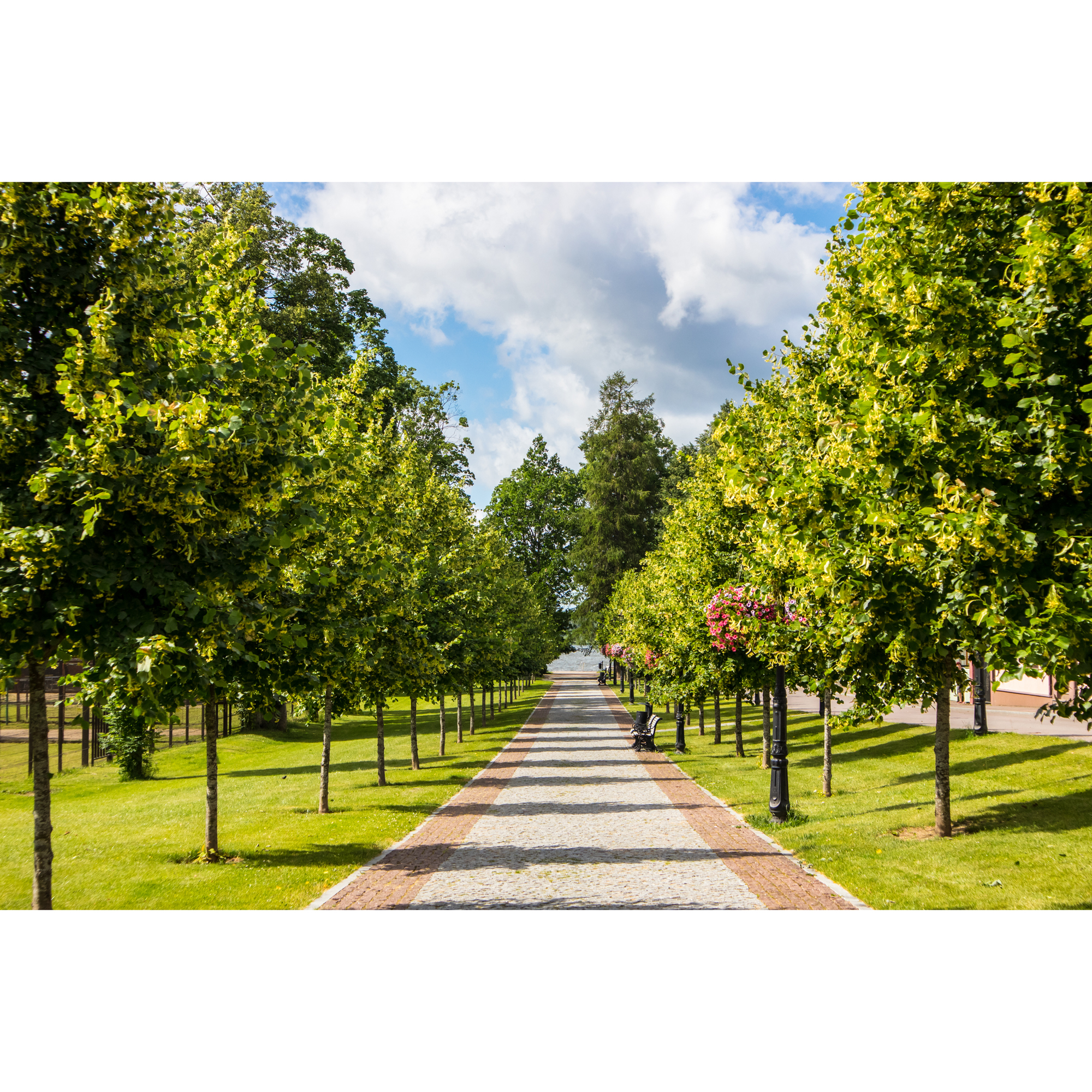 Högstamsträd Omnia Garden Skogslind Alléträd med Gröna Löv & Gulvit Blomning, 300-400 cm